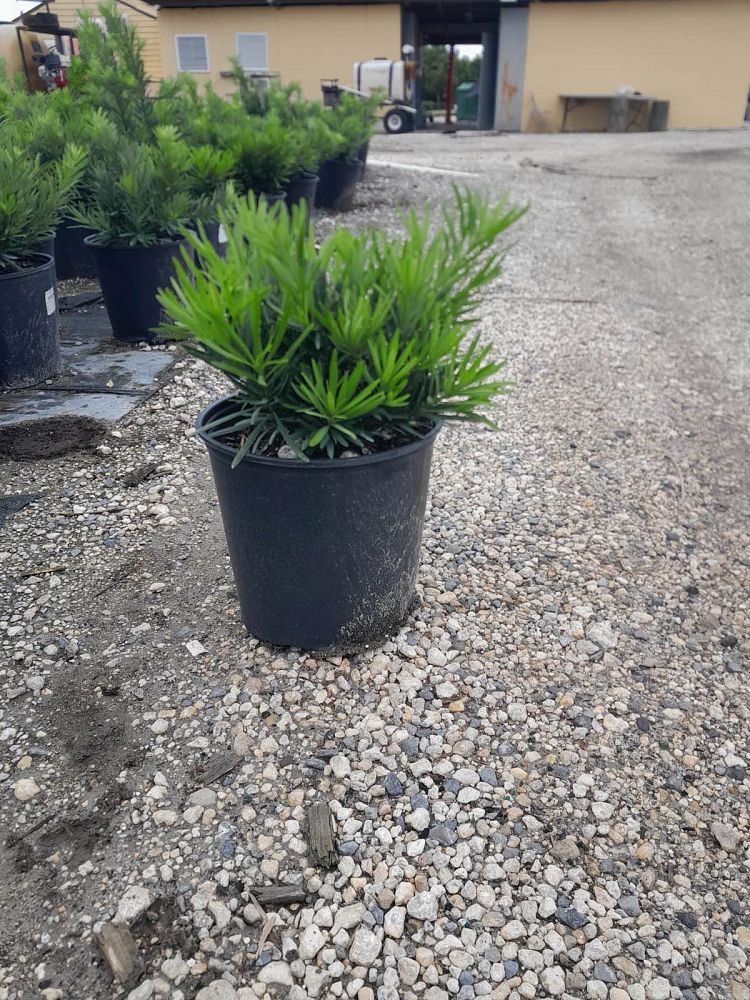 podocarpus-macrophyllus-pringles-japanese-yew