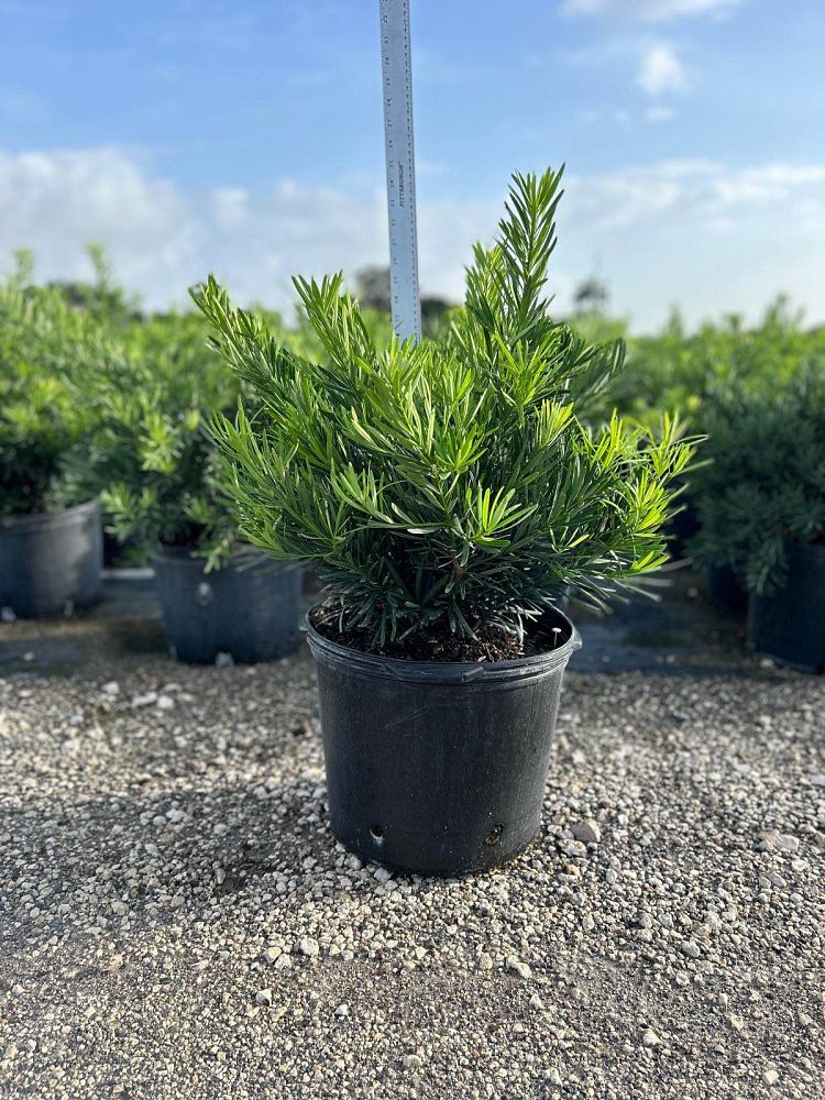podocarpus-macrophyllus-pringles-japanese-yew