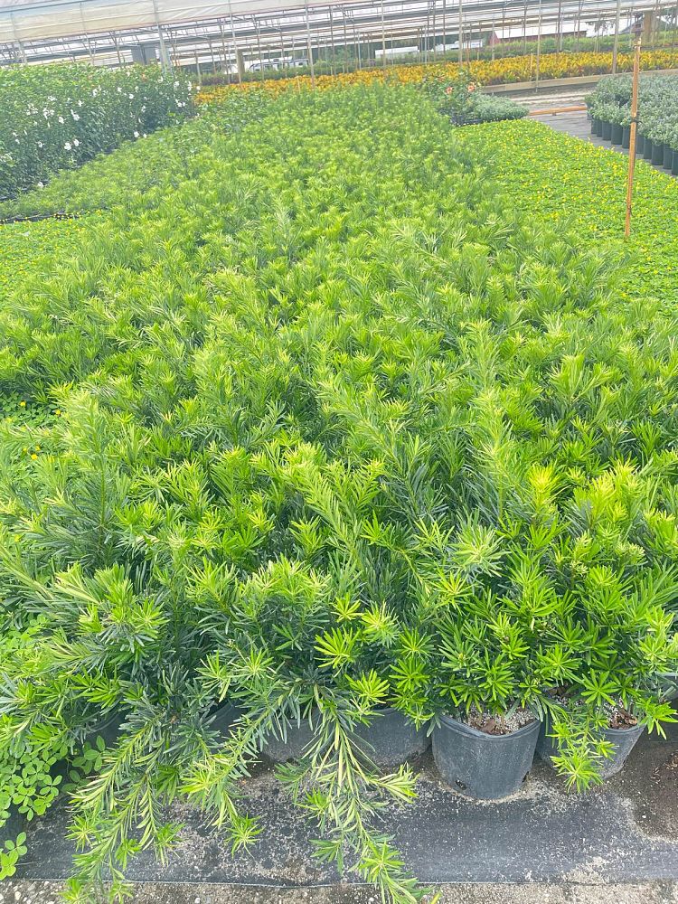podocarpus-macrophyllus-pringles-japanese-yew