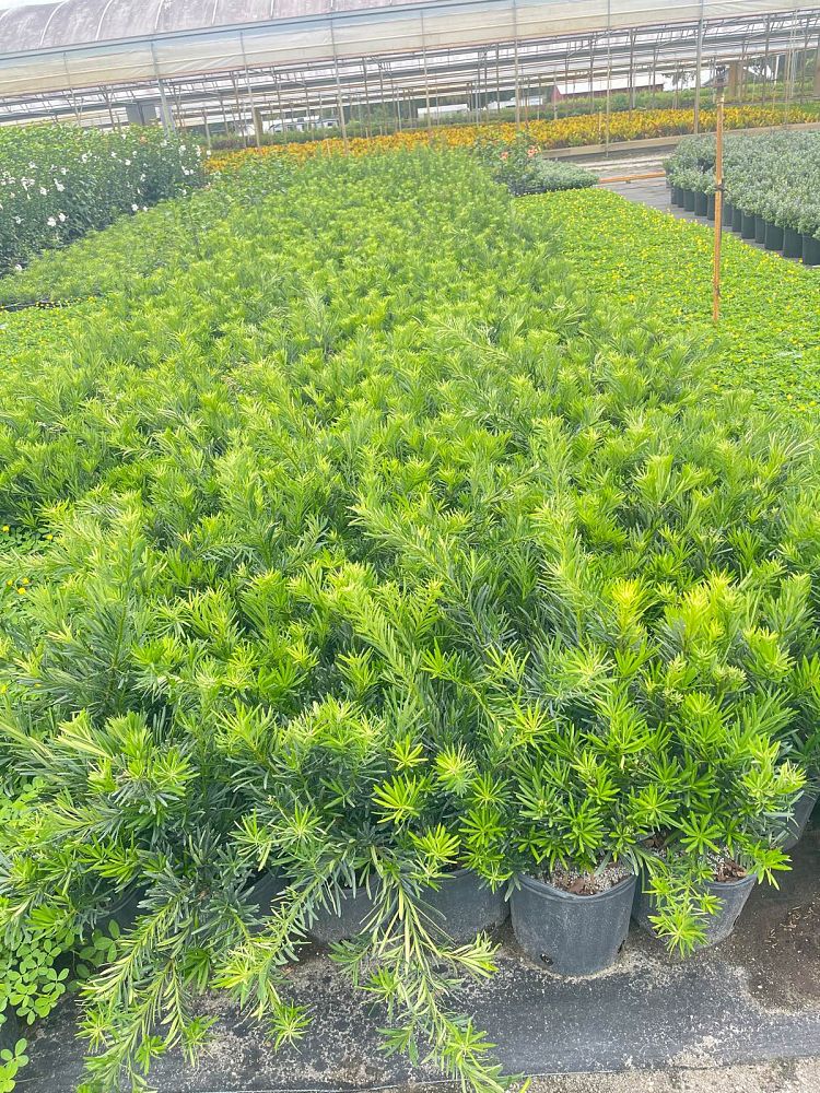 podocarpus-macrophyllus-pringles-japanese-yew