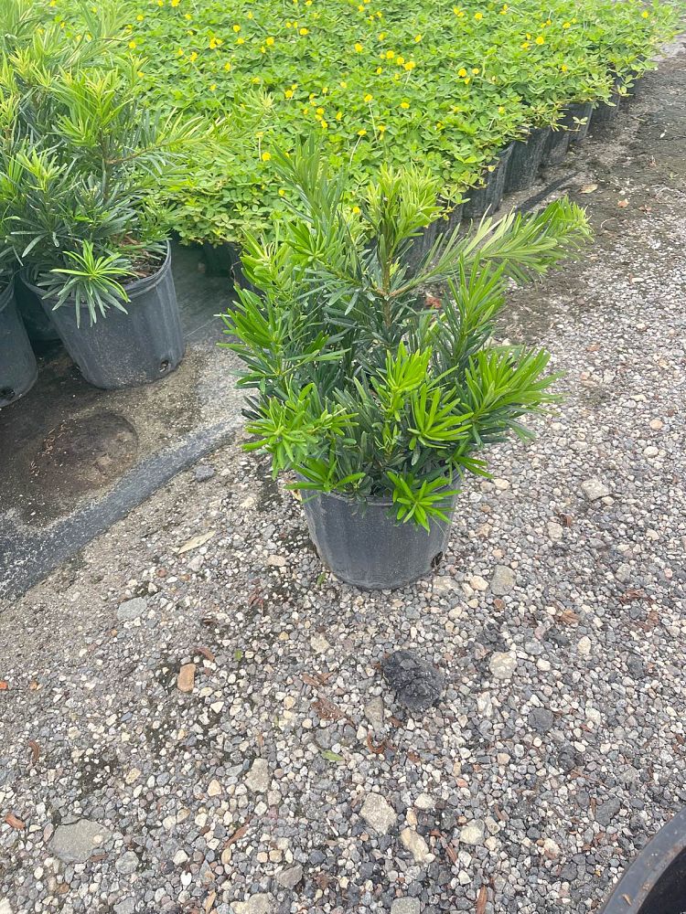 podocarpus-macrophyllus-pringles-japanese-yew