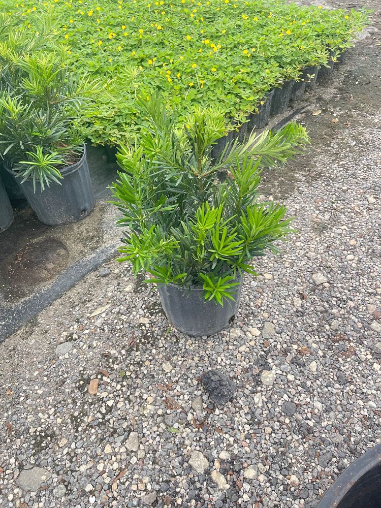 podocarpus-macrophyllus-pringles-japanese-yew