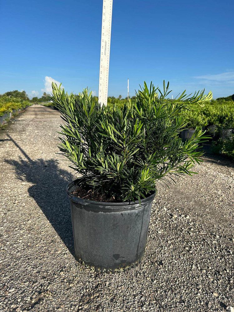 podocarpus-macrophyllus-pringles-japanese-yew