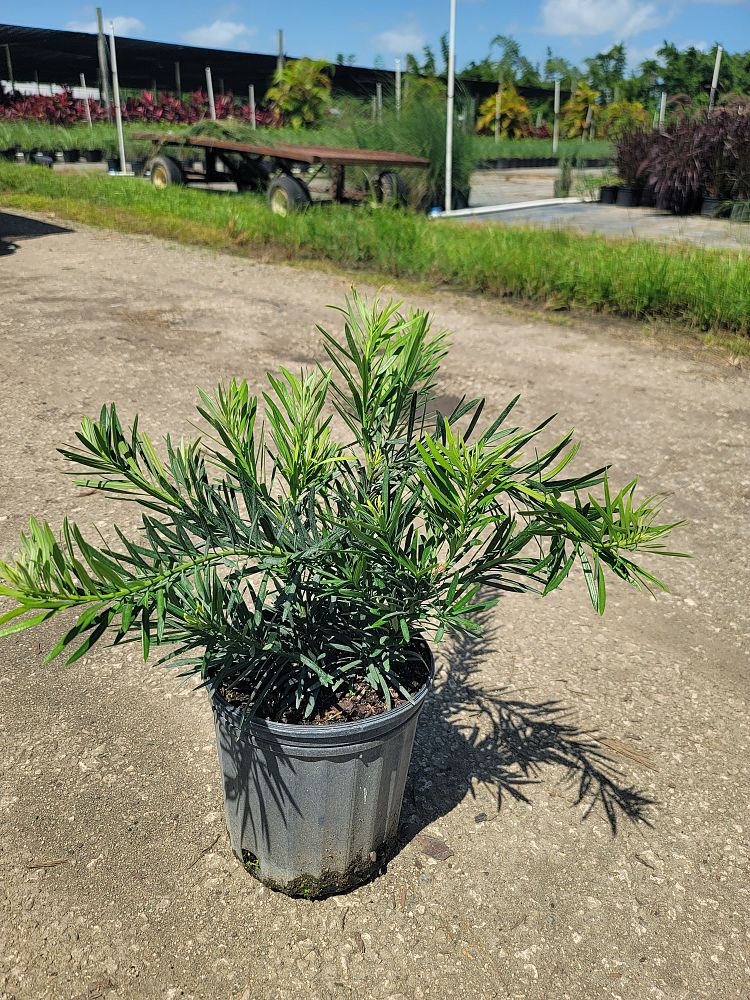 podocarpus-macrophyllus-pringles-japanese-yew