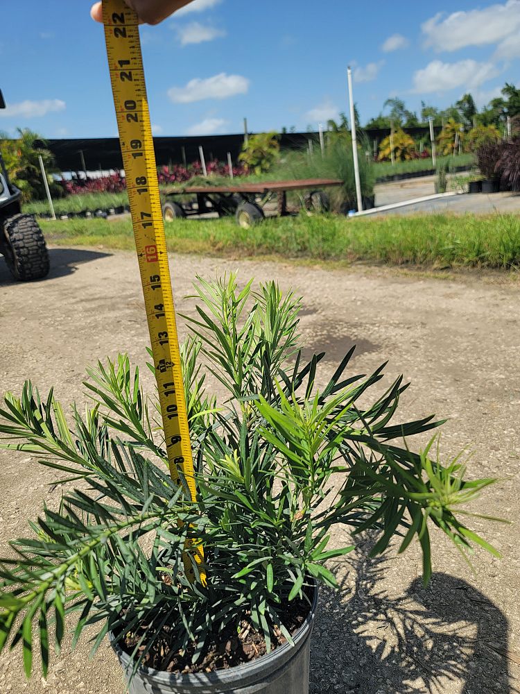 podocarpus-macrophyllus-pringles-japanese-yew