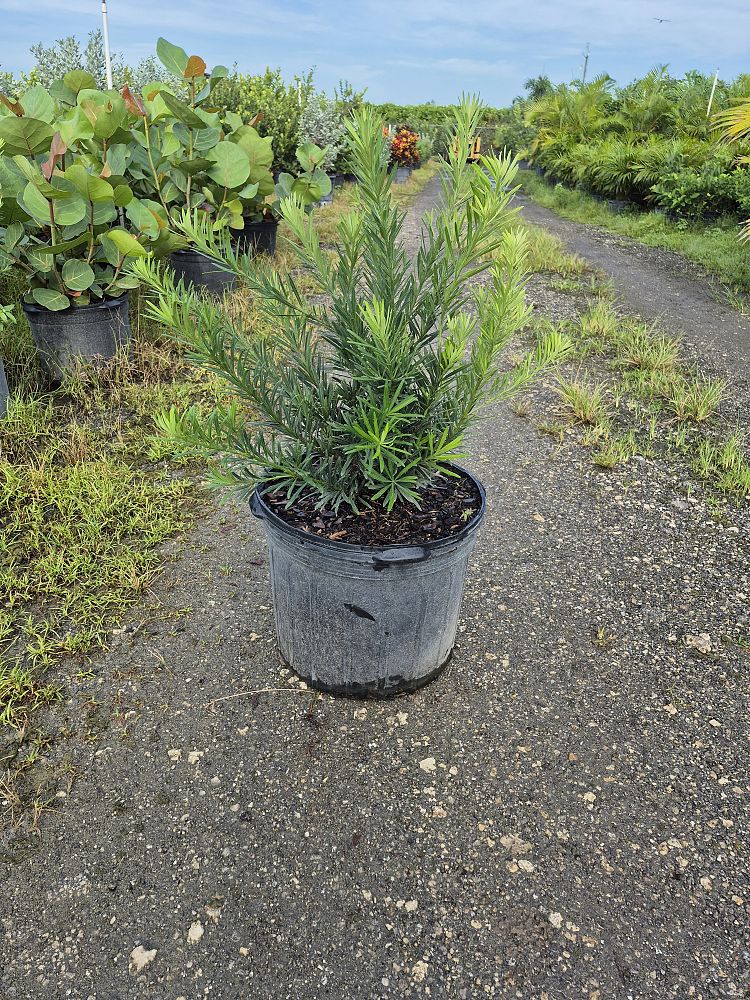 podocarpus-macrophyllus-pringles-japanese-yew