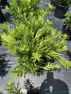 podocarpus-macrophyllus-pringles-japanese-yew