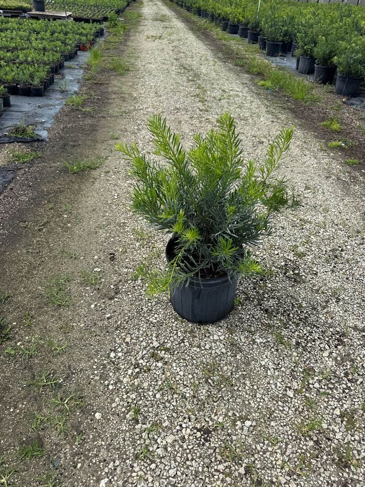 podocarpus-macrophyllus-pringles-japanese-yew