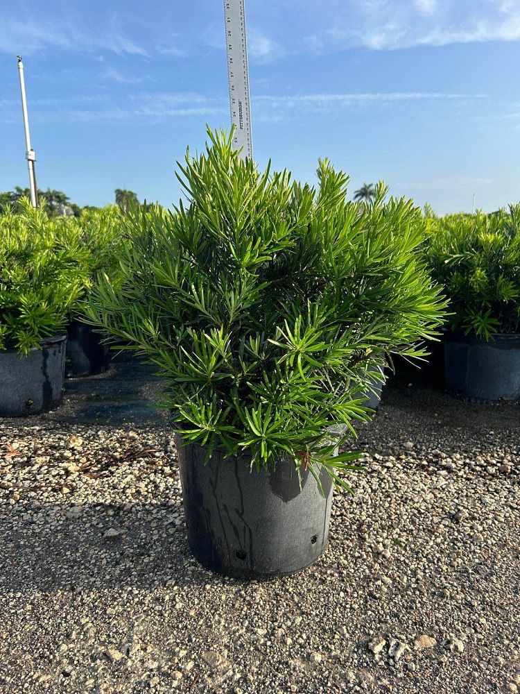 podocarpus-macrophyllus-pringles-japanese-yew