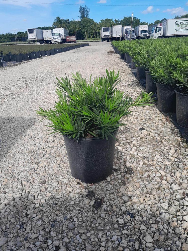 podocarpus-macrophyllus-pringles-japanese-yew