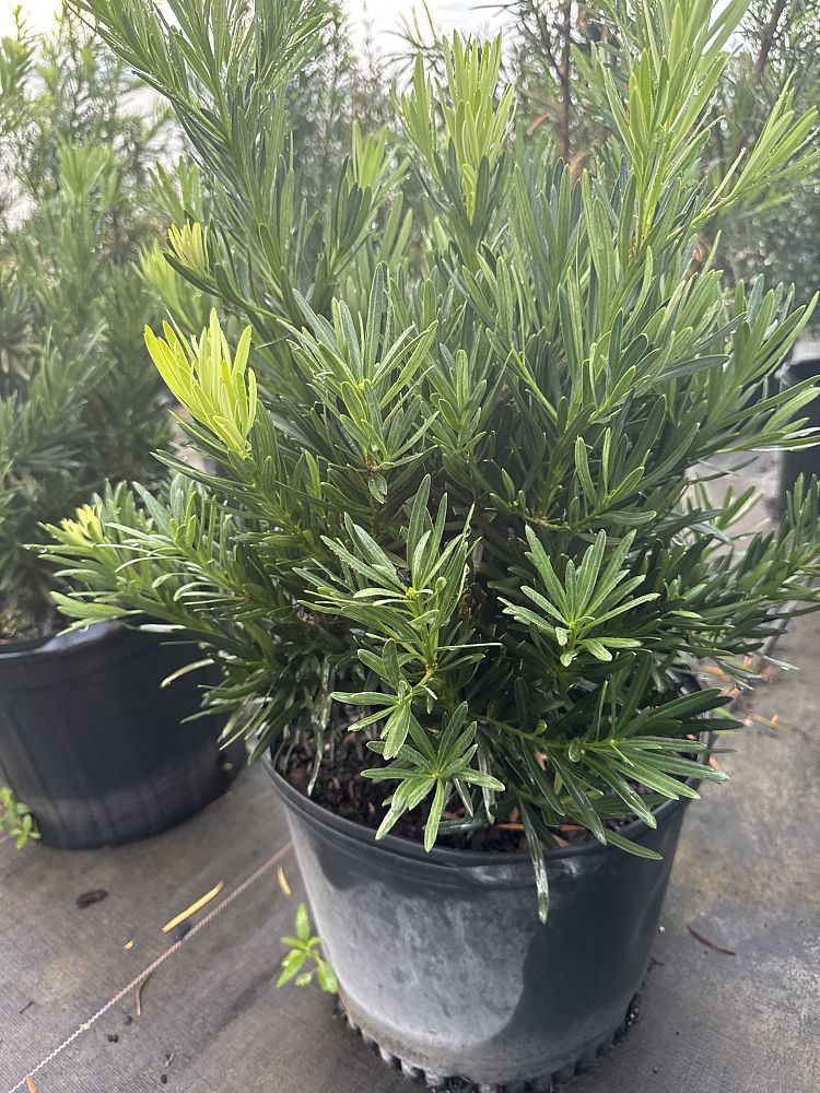 podocarpus-macrophyllus-pringles-japanese-yew