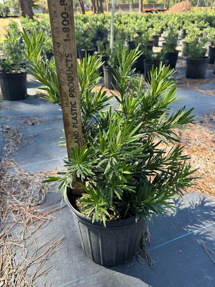 podocarpus-macrophyllus-pringles-japanese-yew