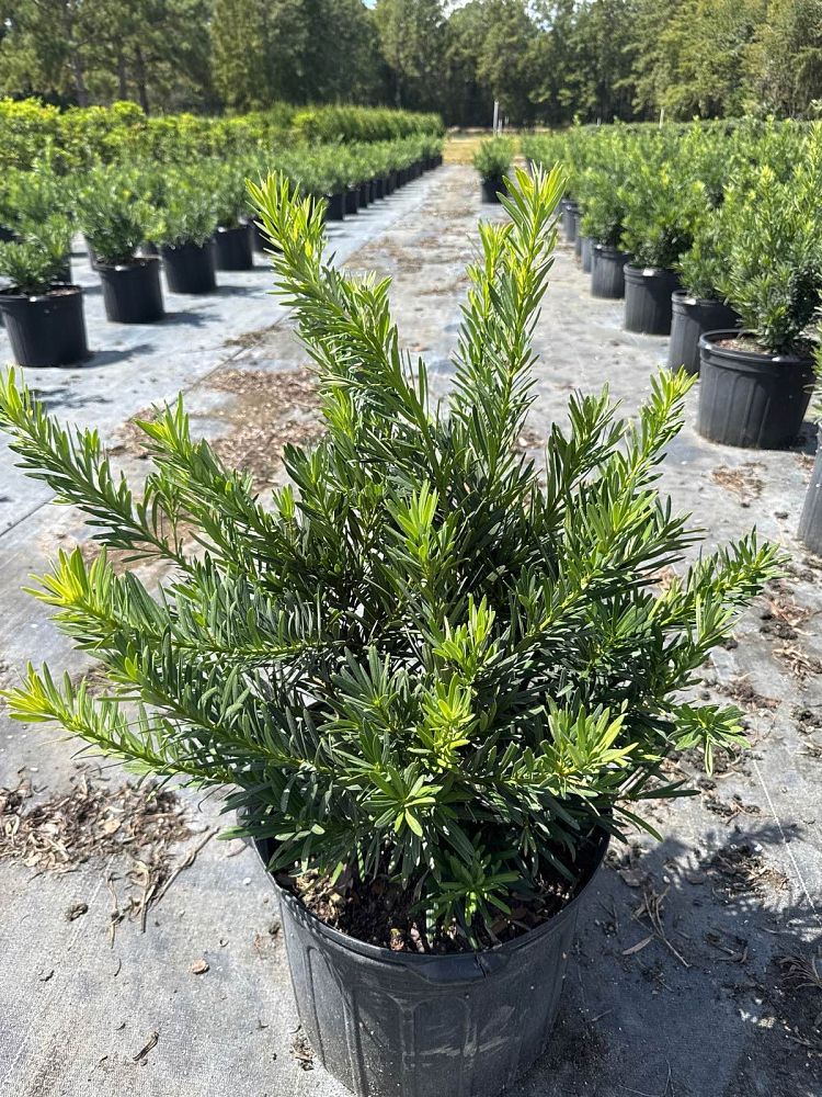 podocarpus-macrophyllus-pringles-japanese-yew