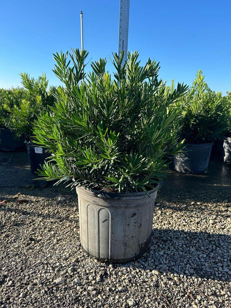 podocarpus-macrophyllus-pringles-japanese-yew