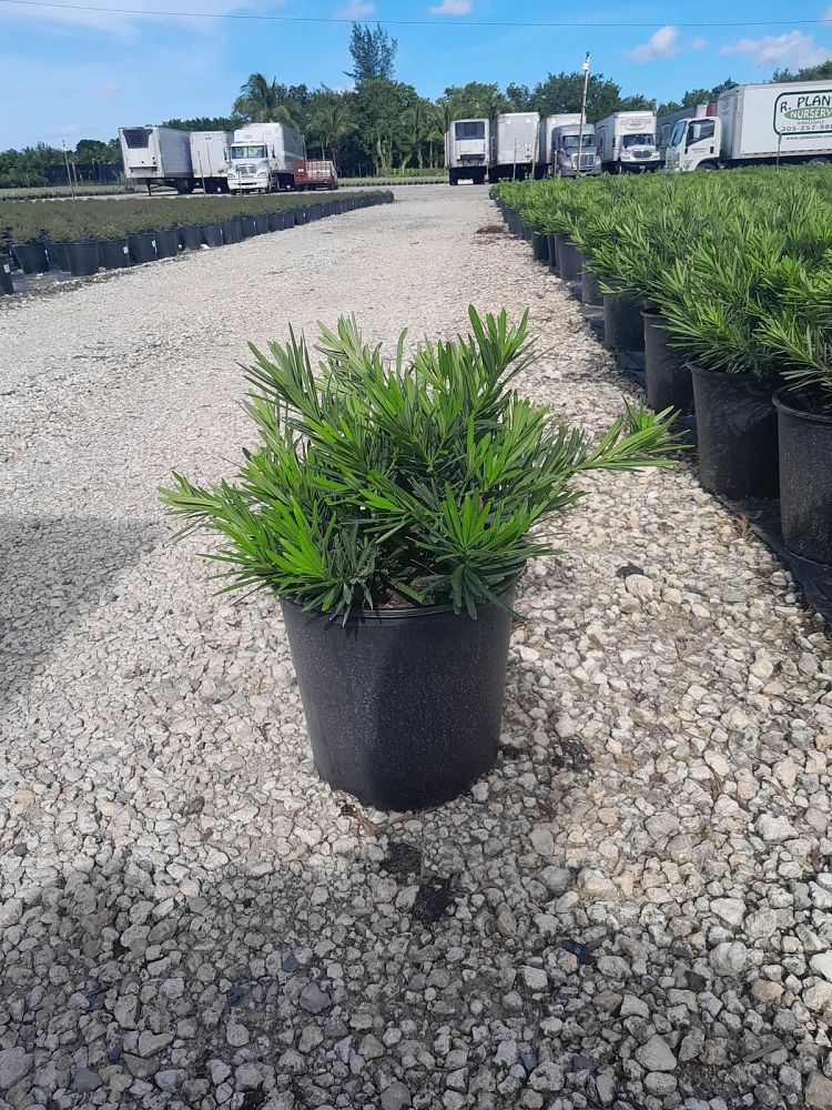 podocarpus-macrophyllus-pringles-japanese-yew