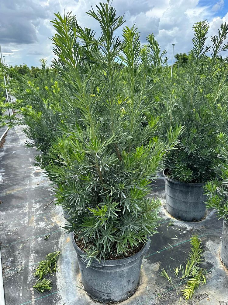 podocarpus-macrophyllus-pringles-japanese-yew