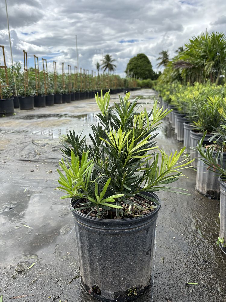 podocarpus-macrophyllus-pringles-japanese-yew