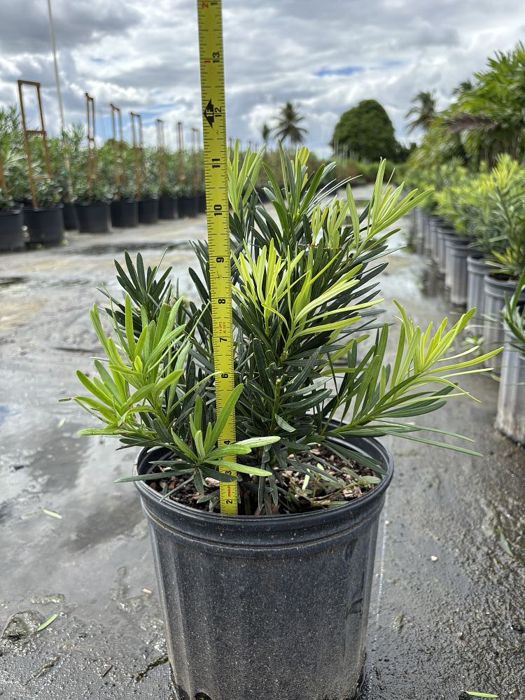 podocarpus-macrophyllus-pringles-japanese-yew