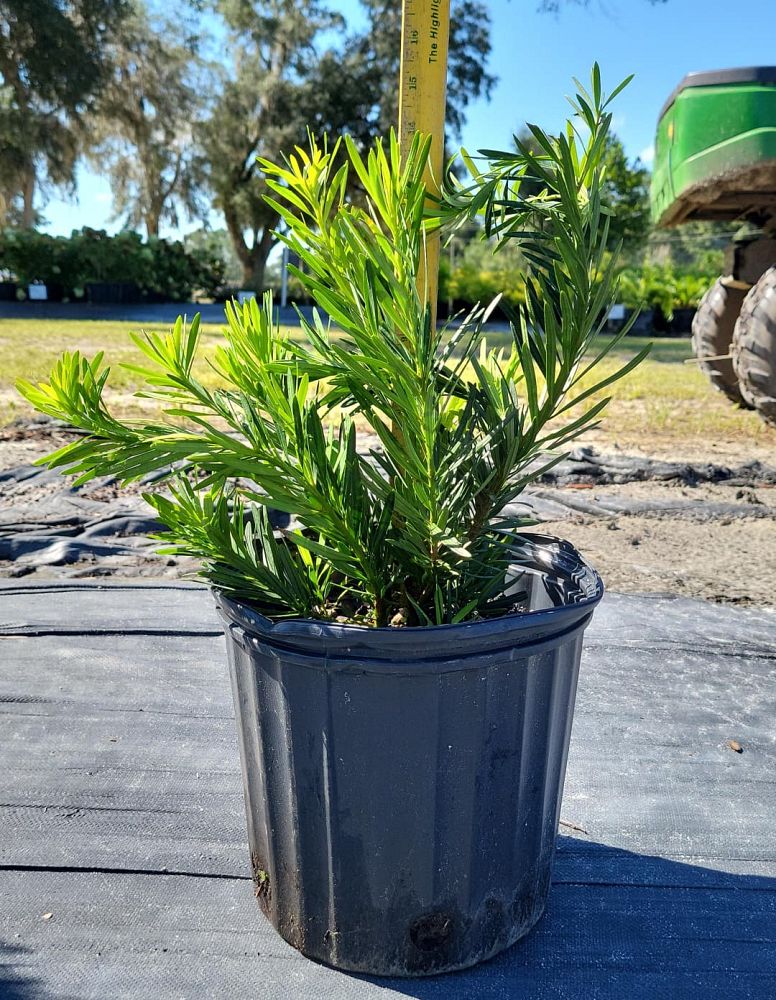 podocarpus-macrophyllus-pringles-japanese-yew