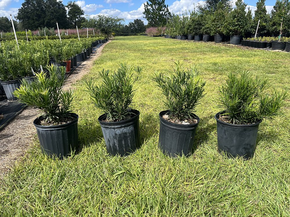 podocarpus-macrophyllus-pringles-japanese-yew