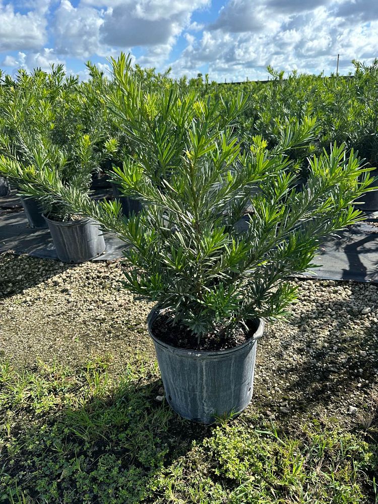 podocarpus-macrophyllus-pringles-japanese-yew