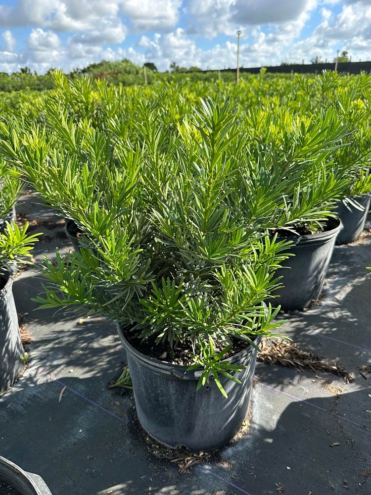 podocarpus-macrophyllus-pringles-japanese-yew