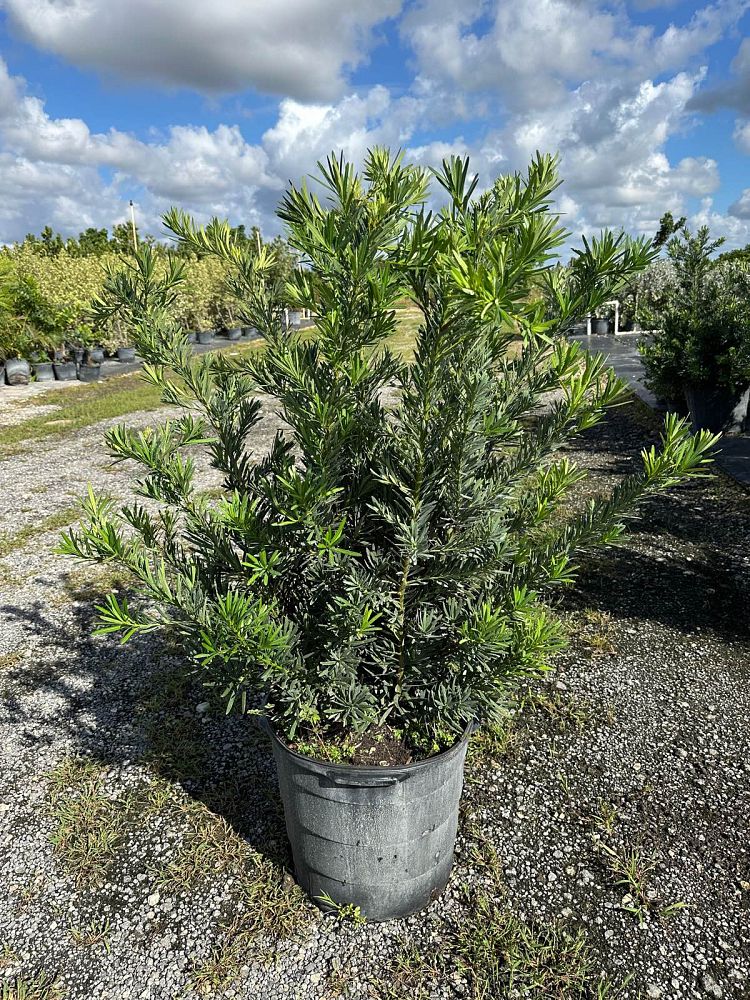 podocarpus-macrophyllus-pringles-japanese-yew