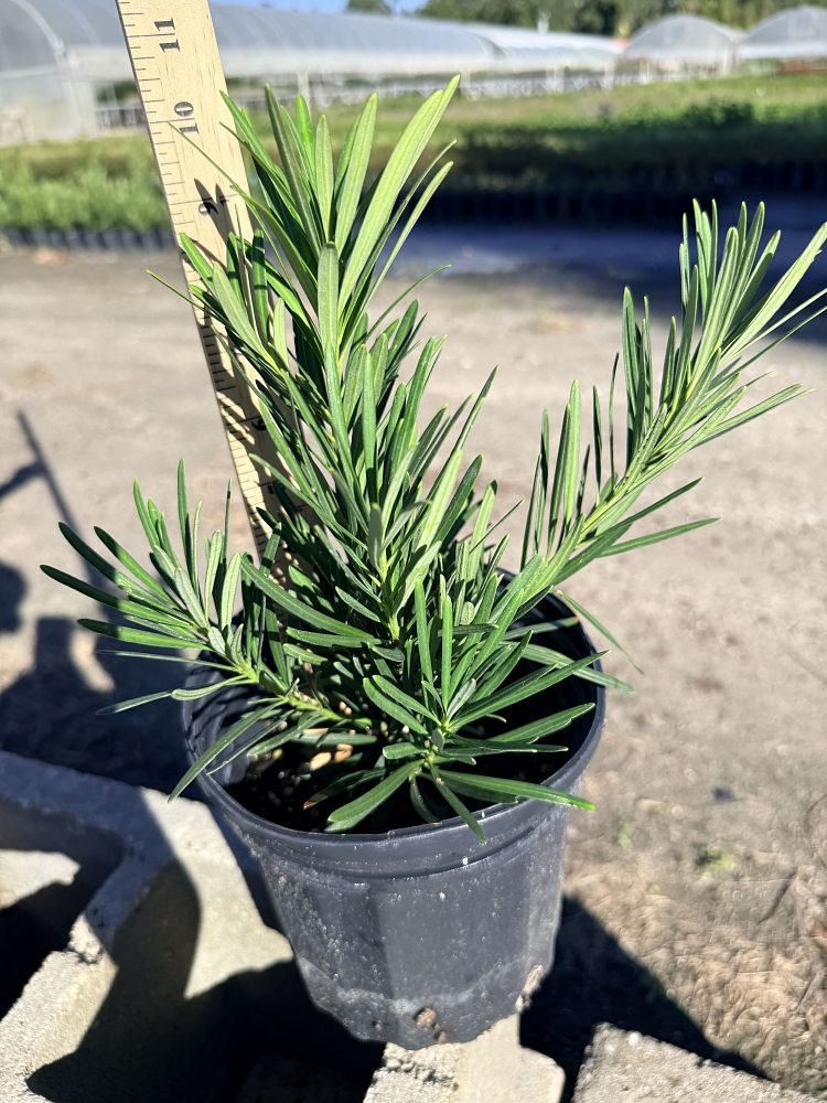 podocarpus-macrophyllus-pringles-japanese-yew