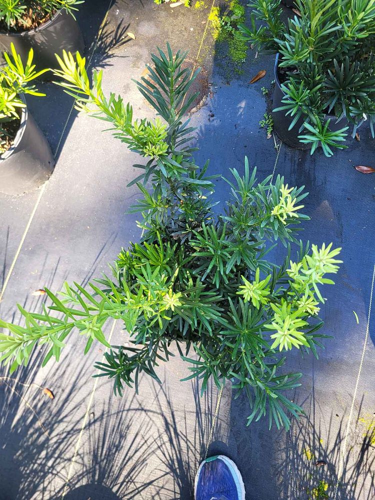 podocarpus-macrophyllus-pringles-japanese-yew