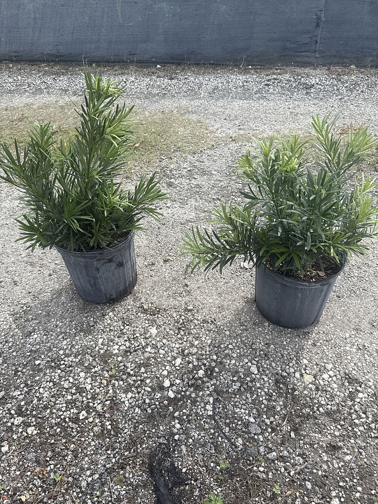 podocarpus-macrophyllus-pringles-japanese-yew