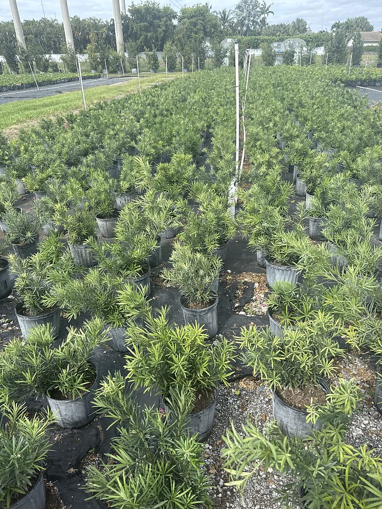 podocarpus-macrophyllus-pringles-japanese-yew