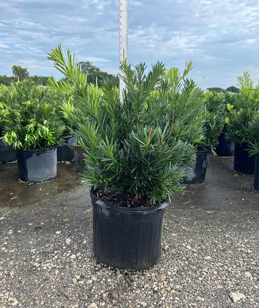 podocarpus-macrophyllus-pringles-japanese-yew