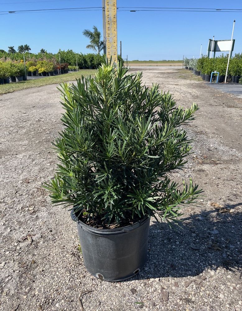 podocarpus-macrophyllus-pringles-japanese-yew