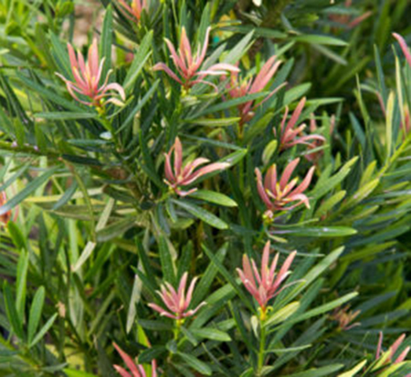 podocarpus-macrophyllus-sosa-mood-ring-reg-podocarpus