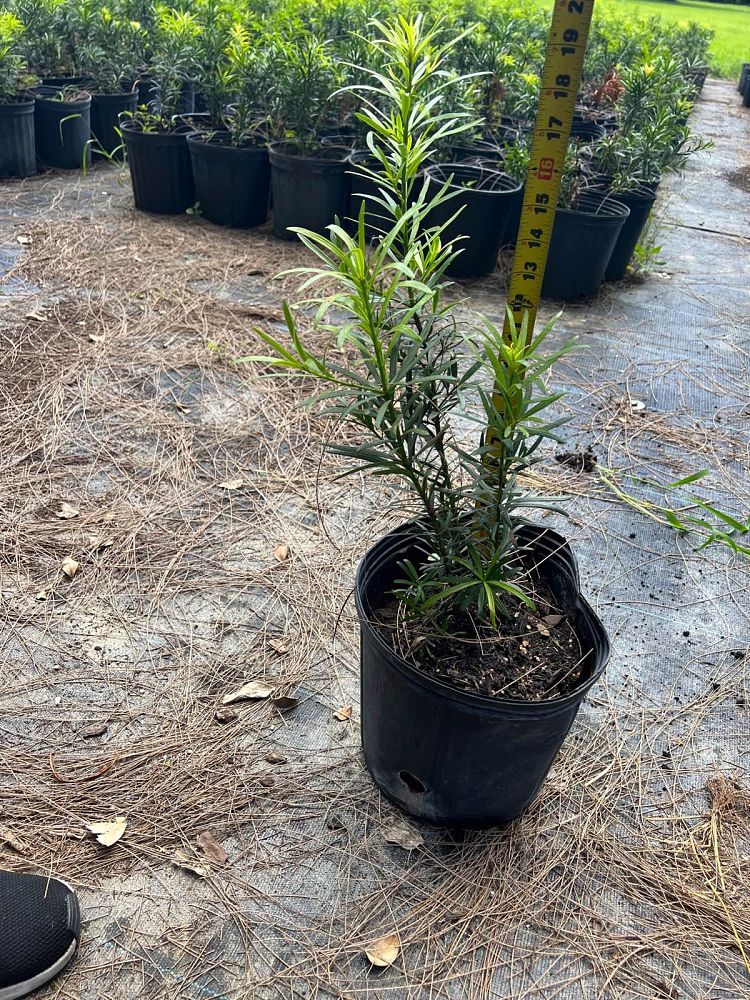 podocarpus-macrophyllus-spg-3-019-lemon-sparkler-podocarpus