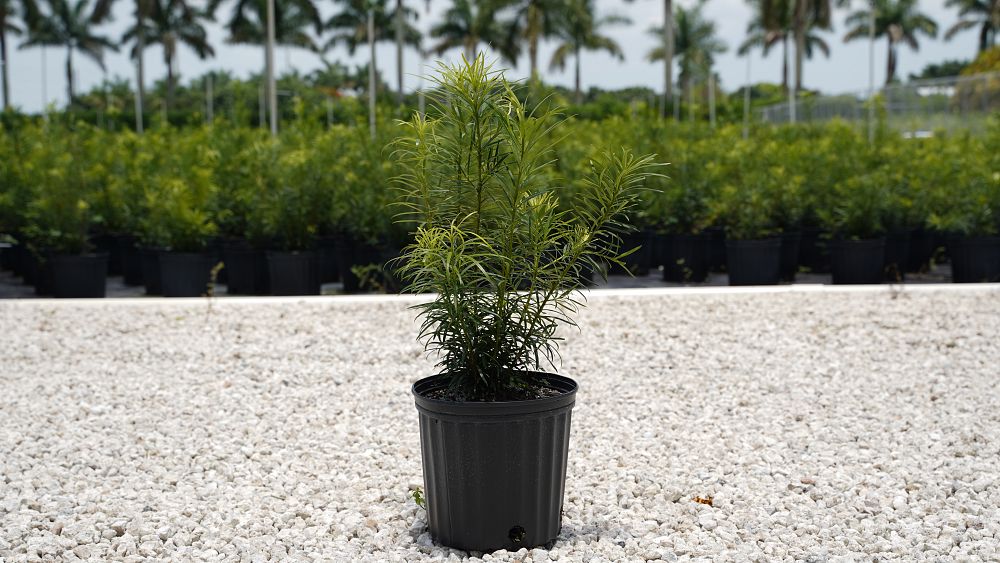 podocarpus-macrophyllus-spg-3-019-lemon-sparkler-podocarpus