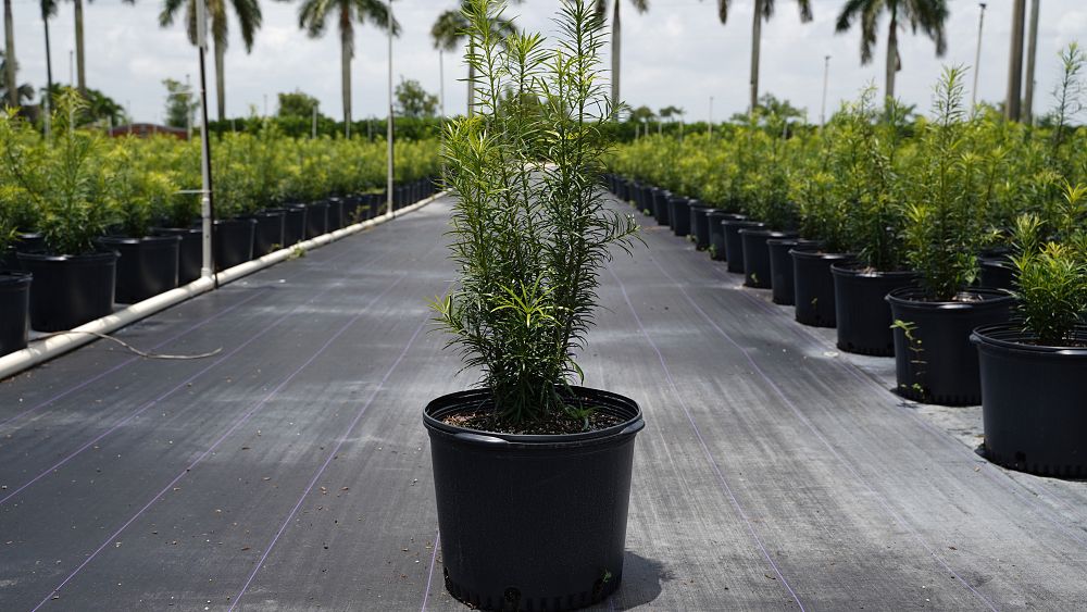 podocarpus-macrophyllus-spg-3-019-lemon-sparkler-podocarpus