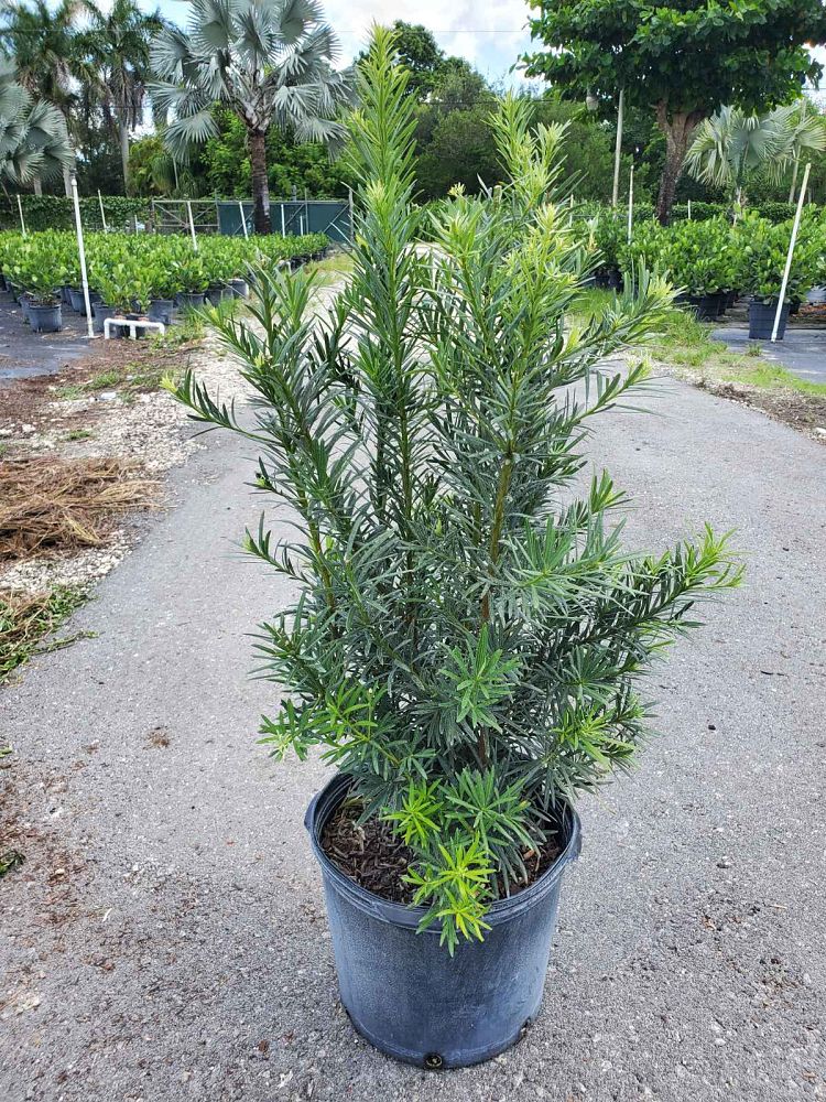podocarpus-plum-pine