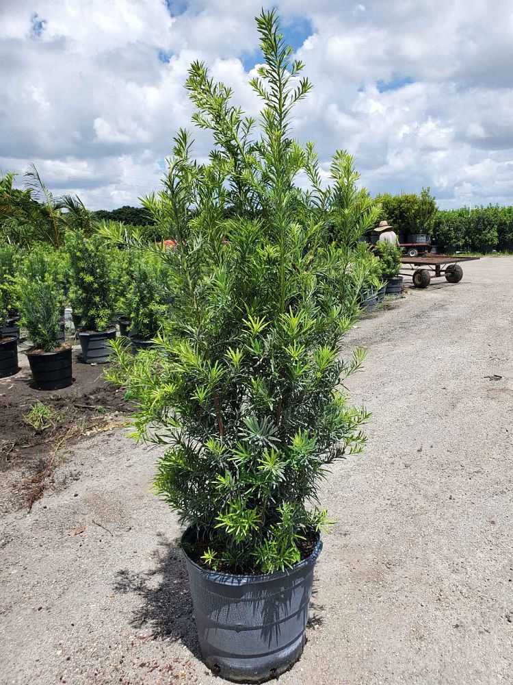 podocarpus-plum-pine