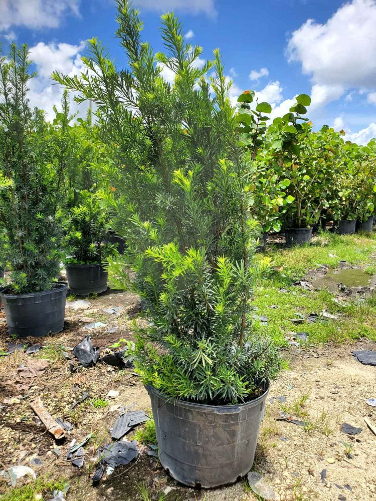 podocarpus-plum-pine