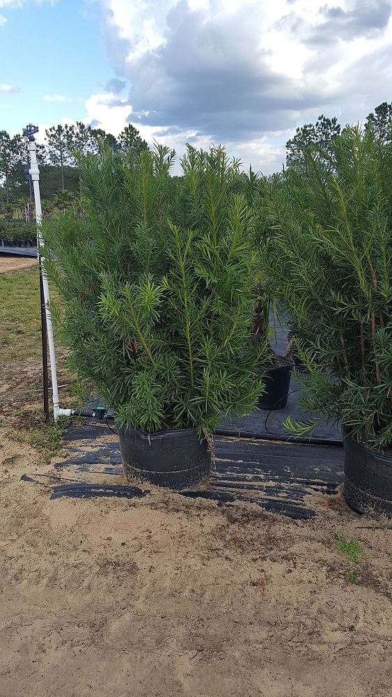 podocarpus-plum-pine