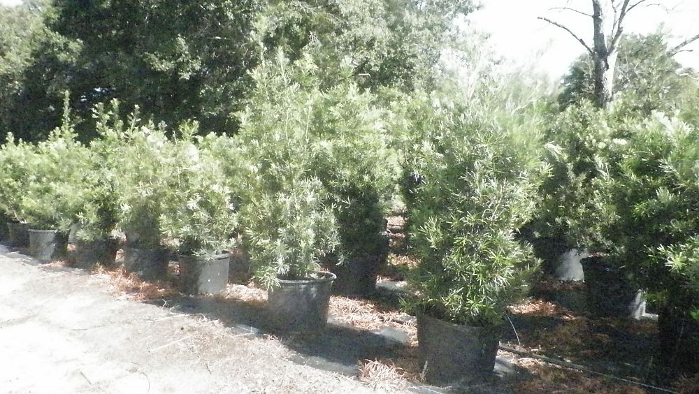 podocarpus-plum-pine