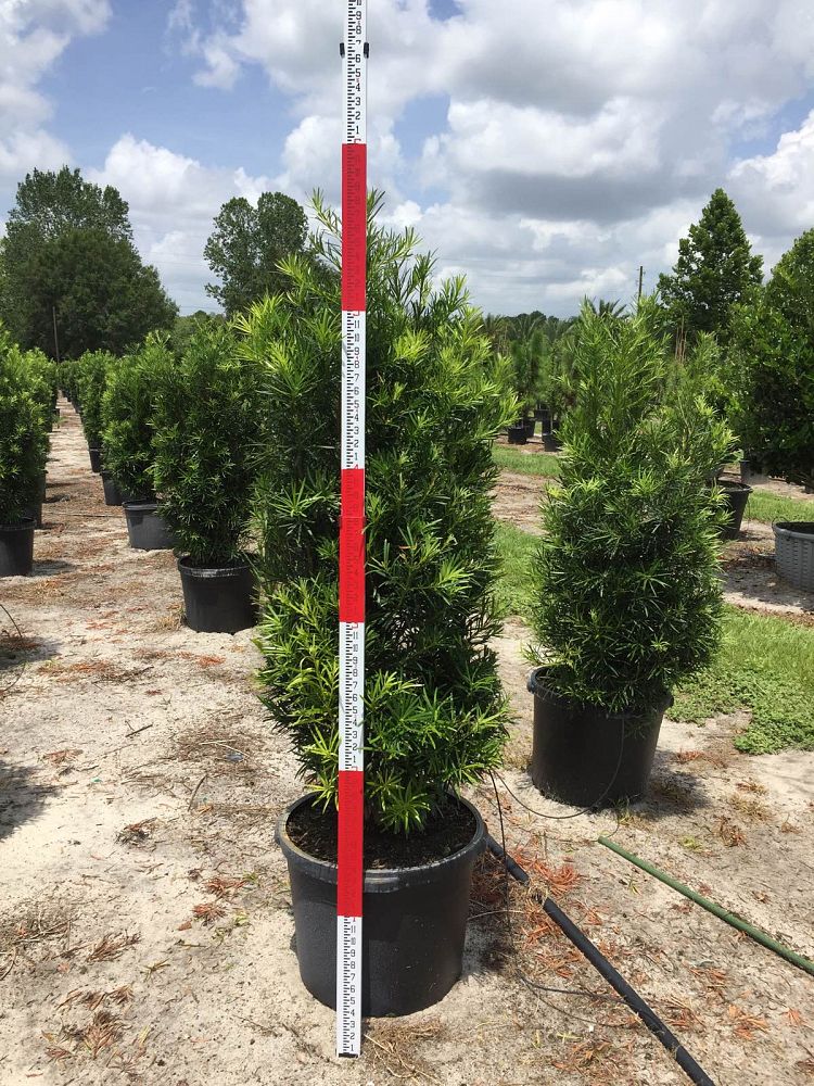 podocarpus-plum-pine