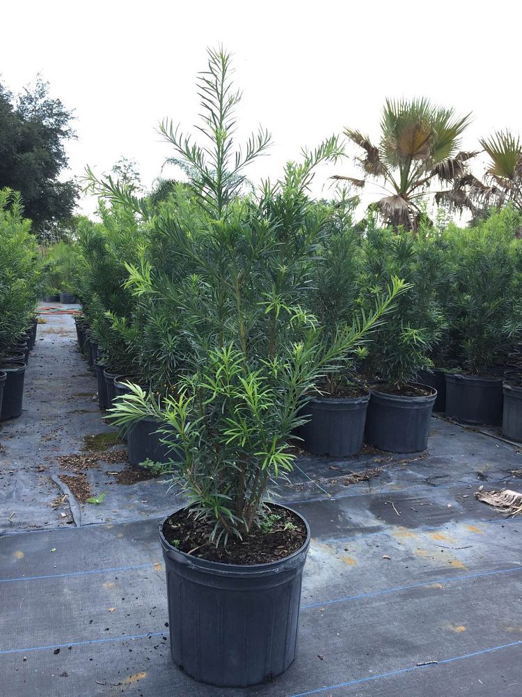 podocarpus-plum-pine