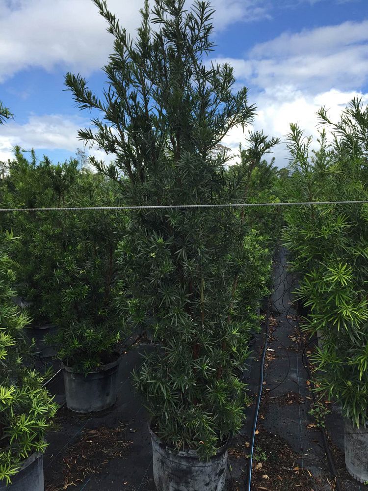 podocarpus-plum-pine