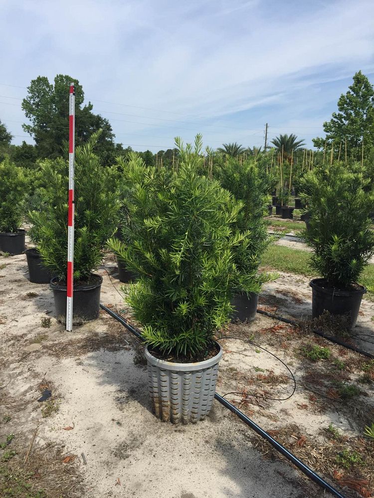 podocarpus-plum-pine