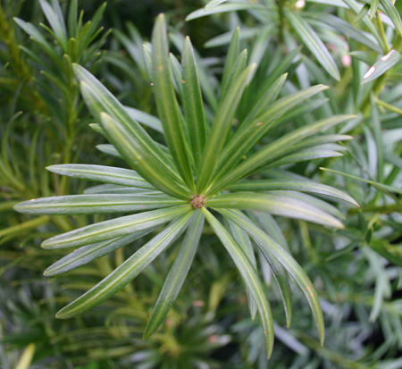 podocarpus-plum-pine