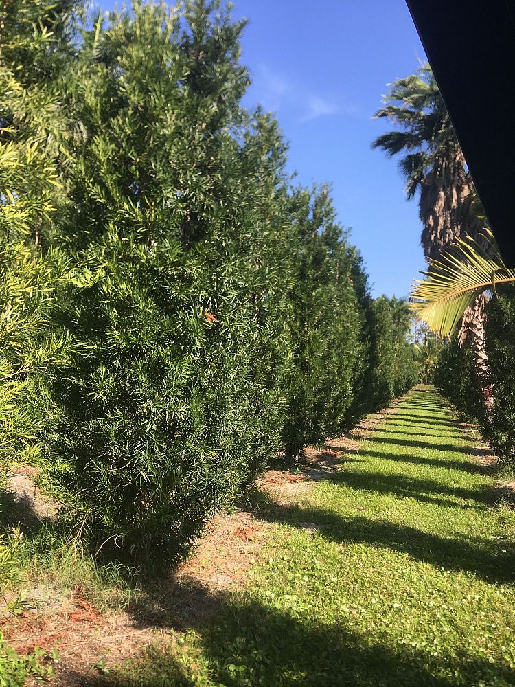 podocarpus-plum-pine