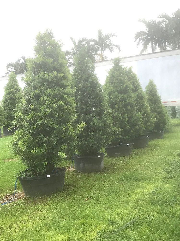 podocarpus-plum-pine