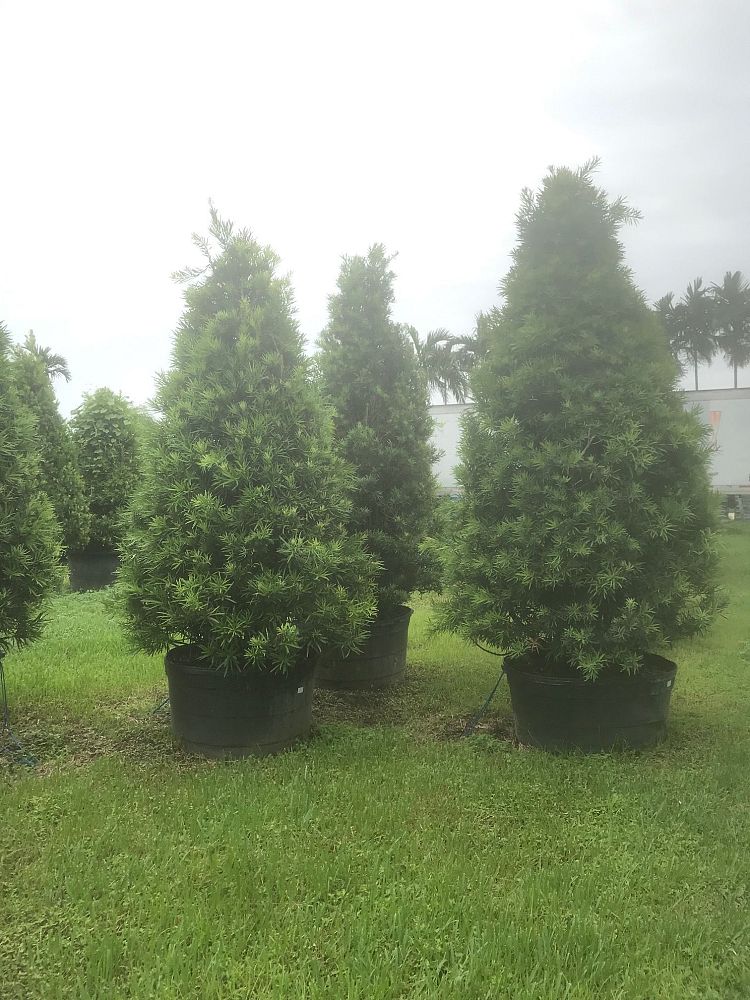 podocarpus-plum-pine